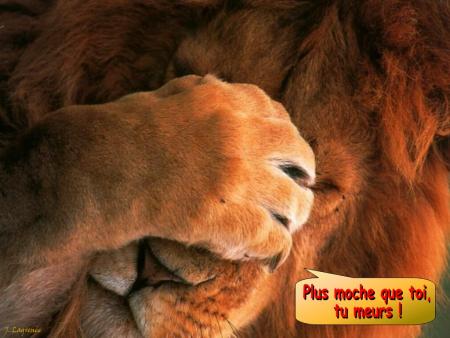--- Humour ---